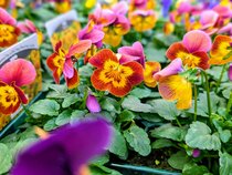 Flowering in January