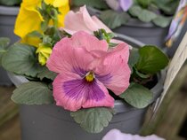 Flowering in January