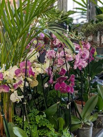 Houseplants and pot covers