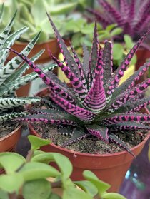 Houseplants and pot covers