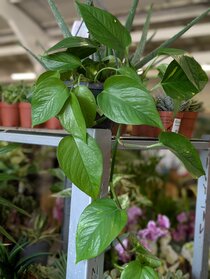 Houseplants and pot covers