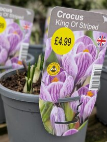 Spring flowering potted bulbs