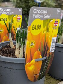 Spring flowering potted bulbs