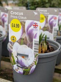 Spring flowering potted bulbs