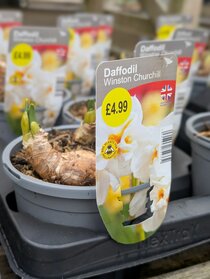 Spring flowering potted bulbs