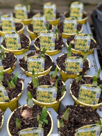 Spring flowering potted bulbs