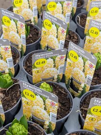 Spring flowering potted bulbs