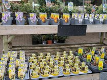 Spring flowering potted bulbs