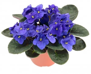 African Violet