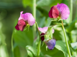 Annuals at Ashtead Park