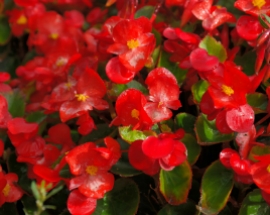 Begonia