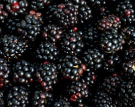 Blackberries