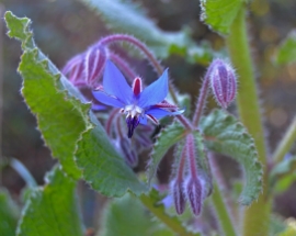 Borage