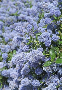 Ceanothus