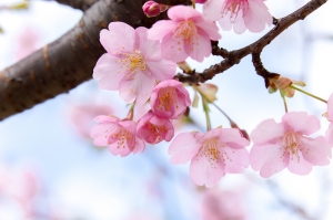 Cherry Blossom Tree