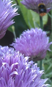 Chives