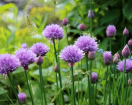 Chives