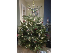 Decorated Premium Nordmann Fir