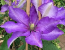 Clematis