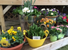 Container Plants at Ashtead Park