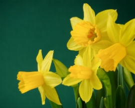 Daffodils