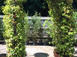 Decorative garden at Ashtead Park