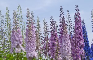 Delphiniums