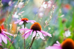 Echinacea