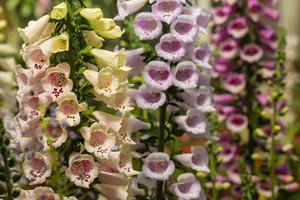 Foxgloves