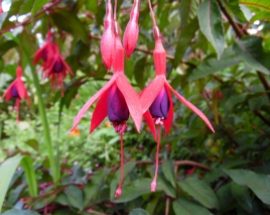 Fuschia