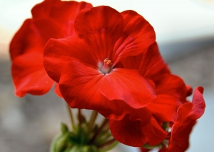 Geraniums