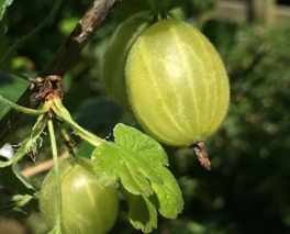 Gooseberries