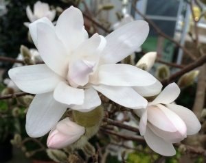 Magnolia