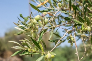 Olive Tree