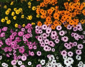 Osteospermum