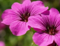 Petunia Surfina