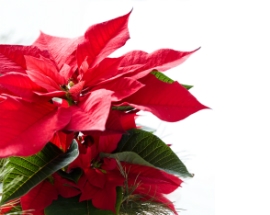 Poinsettia