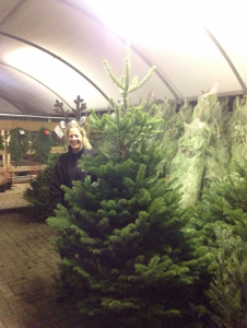 Premium Nordmann Fir