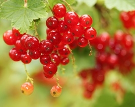 Redcurrants