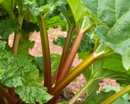 Rhubarb