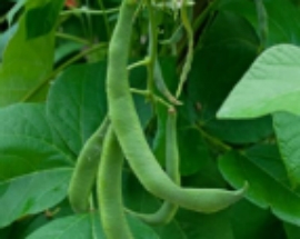 Runner Beans