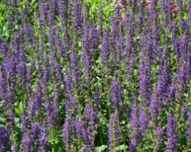 Salvia