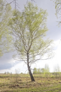 Silver Birch