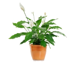 Spathiphyllum