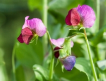 Sweet Peas