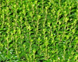 Thyme