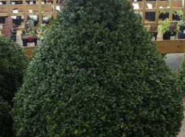 Topiary