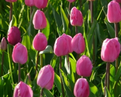 Tulip