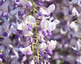 Wisteria