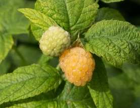 Yellow Raspberries